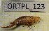  (Conocephalus dorsalis - ORTPL_123)  @11 [ ] CreativeCommons Attribution NonCommercial ShareAlike (2021) (2021) University of Lodz University of Lodz