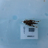  ( - ORTPL1315)  @11 [ ] CreativeCommons Attribution (2024) Dept Invertebrate Zoology and Hydrobiology, University of Lodz University of Lodz