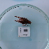  ( - ORTPL1343)  @11 [ ] CreativeCommons Attribution (2024) Dept Invertebrate Zoology and Hydrobiology, University of Lodz University of Lodz