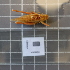  ( - ORTPL1367)  @11 [ ] CreativeCommons Attribution (2024) Dept Invertebrate Zoology and Hydrobiology, University of Lodz University of Lodz