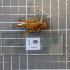 ( - ORTPL934)  @11 [ ] CreativeCommons Attribution (2024) Dept Invertebrate Zoology and Hydrobiology, University of Lodz University of Lodz