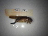  ( - ORTPL_1501)  @11 [ ] CreativeCommons Attribution (2054) Dept Invertebrate Zoology and Hydrobiology, University of Lodz University of Lodz