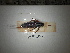  ( - ORTPL_1552)  @11 [ ] CreativeCommons Attribution (2105) Dept Invertebrate Zoology and Hydrobiology, University of Lodz University of Lodz