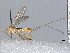  ( - BIOUG58222-E12)  @11 [ ] CreativeCommons - Attribution (2021) CBG Photography Group Centre for Biodiversity Genomics
