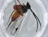  (Promicrogaster fabriciocambroneroi - BIOUG61592-C03)  @11 [ ] CreativeCommons - Attribution (2020) Centre for Biodiversity Genomics Centre for Biodiversity Genomics