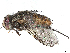  (Billaea Malaise1913 - BIOUG58092-A05)  @11 [ ] CreativeCommons - Attribution (2021) CBG Photography Group Centre for Biodiversity Genomics