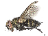  (Lixophaga Malaise1259 - BIOUG58094-A11)  @11 [ ] CreativeCommons - Attribution (2021) CBG Photography Group Centre for Biodiversity Genomics