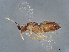  (encyrMalaise01 Malaise9039 - BIOUG62429-H02)  @11 [ ] CreativeCommons - Attribution (2022) CBG Photography Group Centre for Biodiversity Genomics