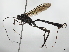  (Nonnus Malaise3156 - BIOUG59915-A04)  @11 [ ] CreativeCommons - Attribution (2021) CBG Photography Group Centre for Biodiversity Genomics
