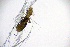  ( - PHILPL_0250)  @11 [ ] CreativeCommons  Attribution Non-Commercial Share-Alike (2024) Unspecified University of Lodz