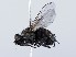 ( - ZMUO.065791)  @11 [ ] by-nc (2023) Marko Mutanen University of Oulu