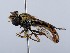  ( - ZMUO.066239)  @11 [ ] by-nc (2023) Marko Mutanen University of Oulu