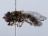  ( - ZMUO.066299)  @11 [ ] by-nc (2023) Marko Mutanen University of Oulu
