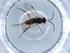 (Promicrogaster Malaise6422 - BIOUG53993-B06)  @11 [ ] CreativeCommons - Attribution (2020) Centre for Biodiversity Genomics Centre for Biodiversity Genomics