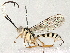  (Ischnus Malaise2995 - BIOUG52722-A11)  @14 [ ] CreativeCommons - Attribution (2020) CBG Photography Group Centre for Biodiversity Genomics