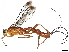  (ichneuMalaise01 malaise0987 - BIOUG56993-B10)  @15 [ ] CreativeCommons - Attribution (2022) CBG Photography Group Centre for Biodiversity Genomics