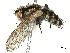  (Calolydella Malaise4290 - BIOUG58058-D10)  @11 [ ] CreativeCommons - Attribution (2021) CBG Photography Group Centre for Biodiversity Genomics