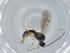  (Heterospilus Malaise6289 - BIOUG61404-E10)  @11 [ ] CreativeCommons - Attribution (2020) Centre for Biodiversity Genomics Centre for Biodiversity Genomics