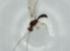  (Heterospilus Malaise2596 - BIOUG61421-G01)  @11 [ ] CreativeCommons - Attribution (2020) Centre for Biodiversity Genomics Centre for Biodiversity Genomics