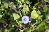  ( - IBO-DEMATT-12)  @11 [ ] Copyright (2014) IBONE IBONE