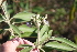  ( - IBO-DEMATT-37)  @11 [ ] Copyright (2014) IBONE IBONE