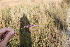  (Monnina tristaniana - IBO-DEMATT-47)  @11 [ ] Copyright (2014) IBONE IBONE