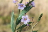  (Solanum glaucophyllum - IBO-DEMATT-49)  @11 [ ] Copyright (2014) IBONE IBONE