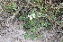  (Solanum commersonii - IBO-DEMATT-51)  @11 [ ] Copyright (2014) IBONE IBONE