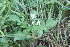  ( - IBO-DEMATT-71)  @11 [ ] Copyright (2014) IBONE IBONE