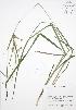  ( - BAR182)  @11 [ ] Copyright (2009) Unspecified University of Guelph BIO Herbarium