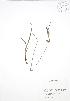  ( - BAR247)  @11 [ ] Copyright (2009) Unspecified University of Guelph BIO Herbarium