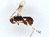  (Callihormius Malaise7404 - BIOUG54732-H08)  @11 [ ] CreativeCommons - Attribution (2022) CBG Photography Group Centre for Biodiversity Genomics