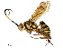  (crypMalaise01 Malaise1003 - BIOUG53717-G03)  @15 [ ] CreativeCommons - Attribution (2020) CBG Photography Group Centre for Biodiversity Genomics