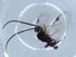  (Promicrogaster Malaise7200 - BIOUG54898-F04)  @11 [ ] CreativeCommons - Attribution (2020) Centre for Biodiversity Genomics Centre for Biodiversity Genomics