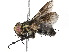  (Lixophaga Wood11 - BIOUG53748-D12)  @14 [ ] CreativeCommons - Attribution (2020) CBG Photography Group Centre for Biodiversity Genomics