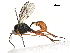  (ichJanzen01 Janzen3813 - BIOUG55245-A09)  @14 [ ] CreativeCommons - Attribution (2020) CBG Photography Group Centre for Biodiversity Genomics