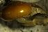  ( - AEG_DS1)  @11 [ ] CCA (2024) University of Lodz Dept of Invertebrate Zoology and Hydrobiology, University of Lodz