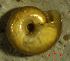  ( - AEG_DS5)  @11 [ ] CCA (2024) University of Lodz Dept of Invertebrate Zoology and Hydrobiology, University of Lodz