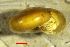  ( - AEG_DS6)  @11 [ ] CCA (2024) University of Lodz Dept of Invertebrate Zoology and Hydrobiology, University of Lodz
