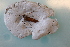  ( - BAPER_1210(1))  @11 [ ] CreativeCommons Attribution (2024) Dept of Invertebrate Zoology and Hydrobiology University of Lodz