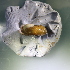  ( - CHOL_2711(1))  @11 [ ] CreativeCommons Attribution (2024) Dept of Invertebrate Zoology and Hydrobiology University of Lodz