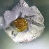  ( - CHOL_2711(2))  @11 [ ] CreativeCommons Attribution (2024) Dept of Invertebrate Zoology and Hydrobiology University of Lodz