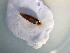  ( - CORN_HOD(2))  @11 [ ] CreativeCommons Attribution (2024) Dept of Invertebrate Zoology and Hydrobiology University of Lodz