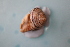  ( - CVIN_1210(2))  @11 [ ] CreativeCommons Attribution (2024) Dept of Invertebrate Zoology and Hydrobiology University of Lodz