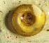  ( - DPER_DS2)  @11 [ ] CCA (2024) University of Lodz Dept of Invertebrate Zoology and Hydrobiology, University of Lodz
