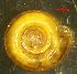  ( - DPER_KL3)  @11 [ ] CCA (2024) University of Lodz Dept of Invertebrate Zoology and Hydrobiology, University of Lodz