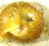 ( - EBIE_PP)  @11 [ ] CCA (2024) University of Lodz Dept of Invertebrate Zoology and Hydrobiology, University of Lodz