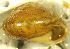  ( - EBIE_PP)  @11 [ ] CCA (2024) University of Lodz Dept of Invertebrate Zoology and Hydrobiology, University of Lodz