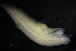  ( - KABAC0)  @11 [ ] CreativeCommons - Attribution Share-Alike (2024) Unspecified University of Lodz, Department of Invertebrate Zoology and Hydrobiology