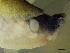  ( - KABAC1)  @11 [ ] CreativeCommons - Attribution Share-Alike (2024) Unspecified University of Lodz, Department of Invertebrate Zoology and Hydrobiology